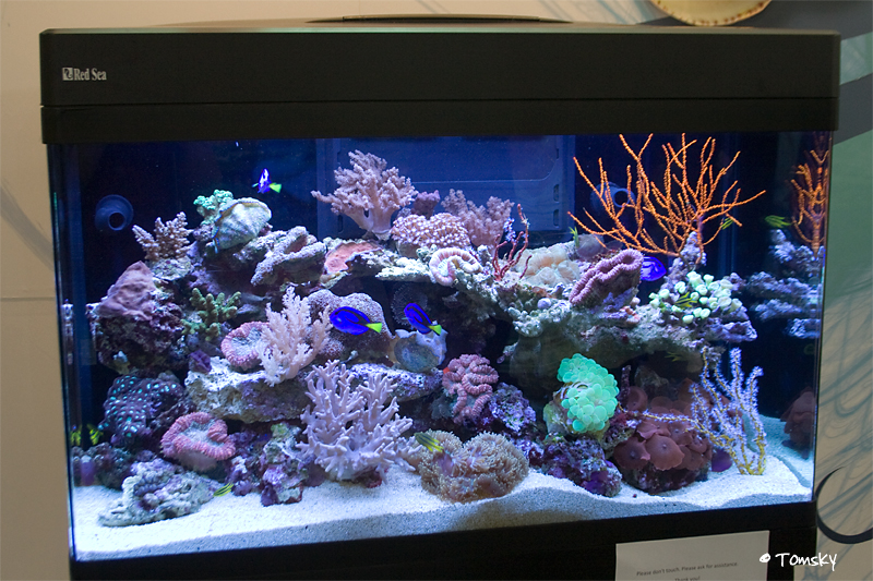 Red Sea Becken