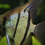 Segelflosser-de-Skalare-Aquarium