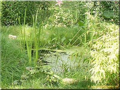 Skalare im Gartenteich